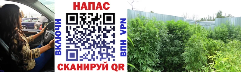 Каннабис MAZAR  Агрыз 